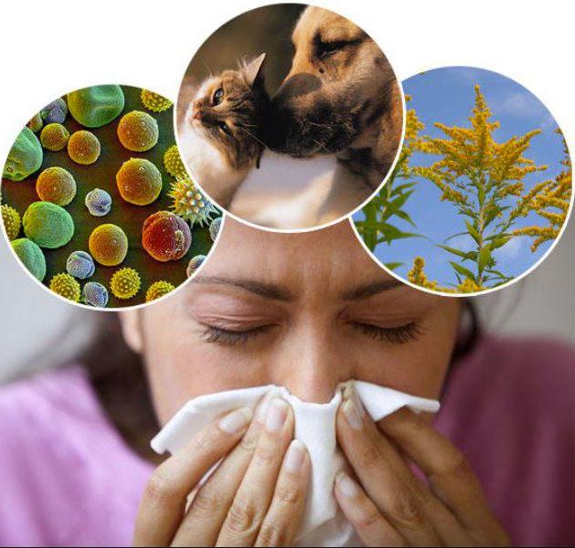 Здоровье: "Аллергия на всё" (поливалентная аллергия): факты и заблуждения