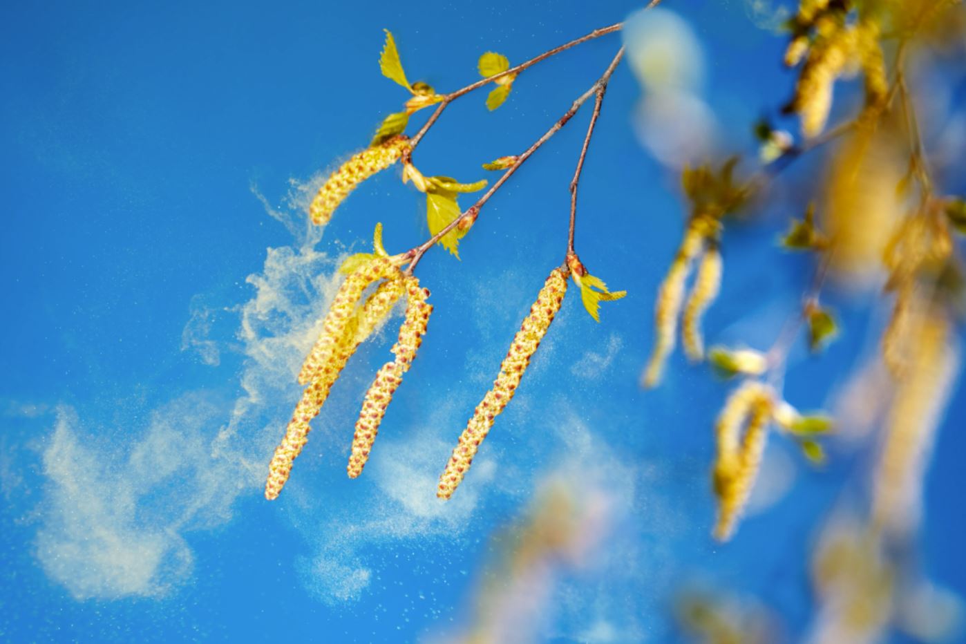 Влияние погоды на концентрацию пыльцы неоднозначно