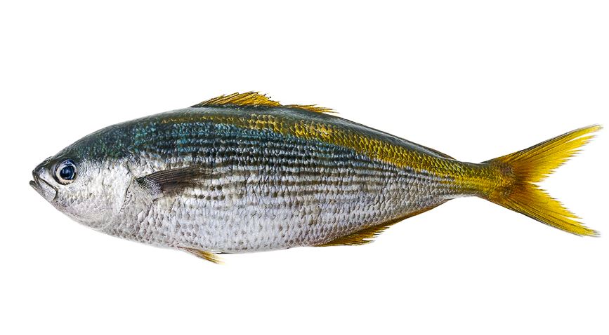 Употребление рыбы при непереносимости гистамина