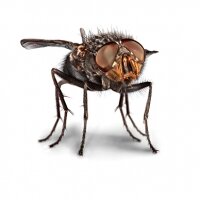Аллергия на воздействие насекомых и членистоногих